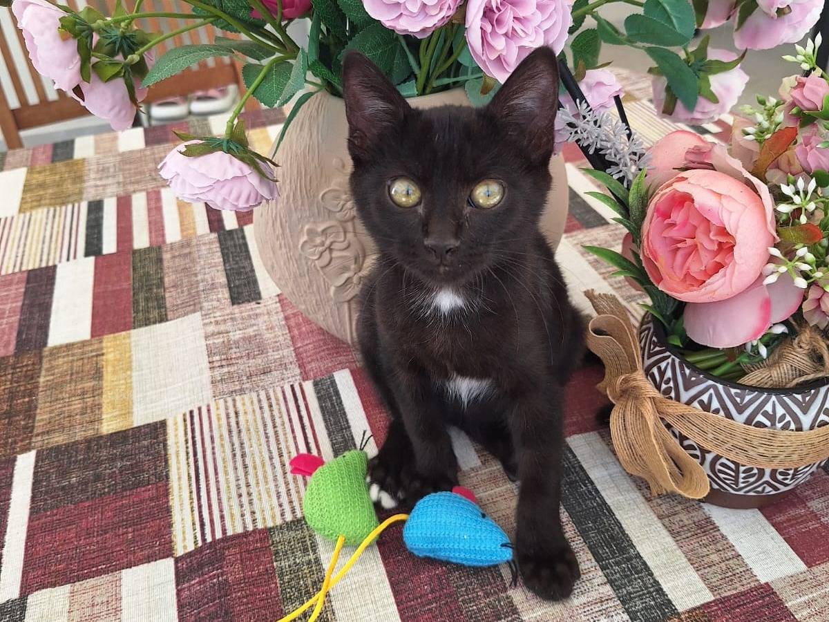 Adotta un gatto, taglia non valida, maschio, Monza