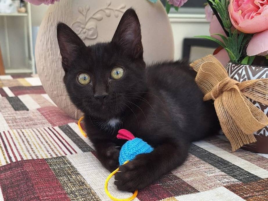 Adotta il gatto Ozzy a Monza