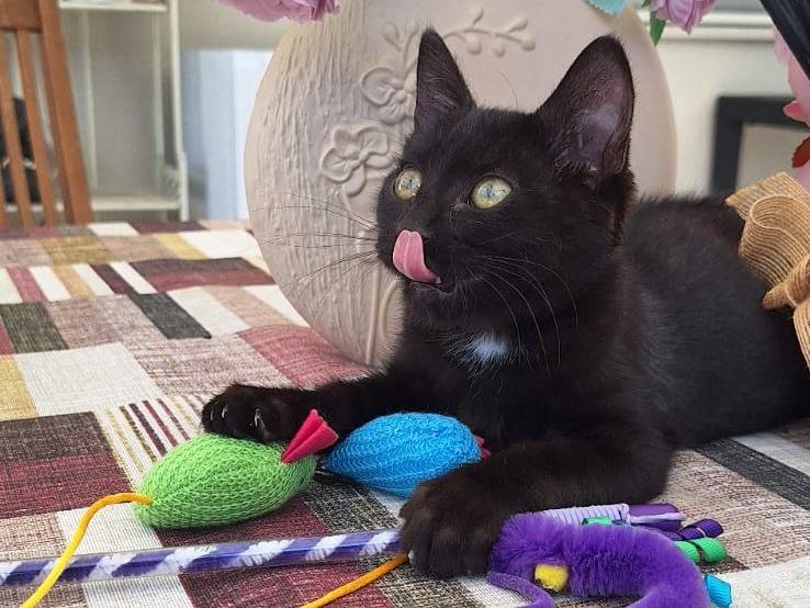 Adotta un gatto, maschio, 2 mesi, Monza