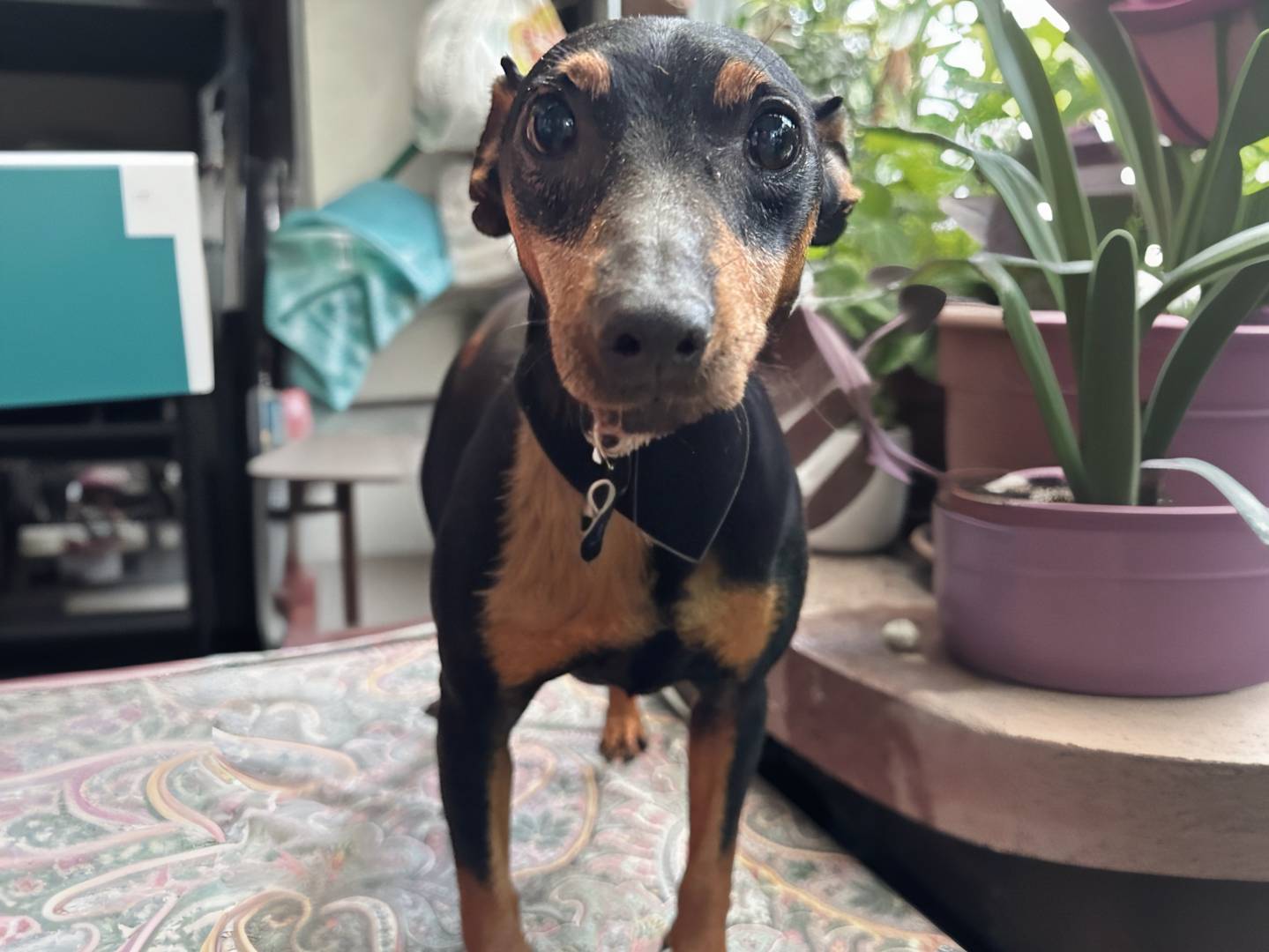 Adozione cane, maschio, Pinscher Razza sconosciuta, 8 anni e 9 mesi, taglia piccola, Benevento