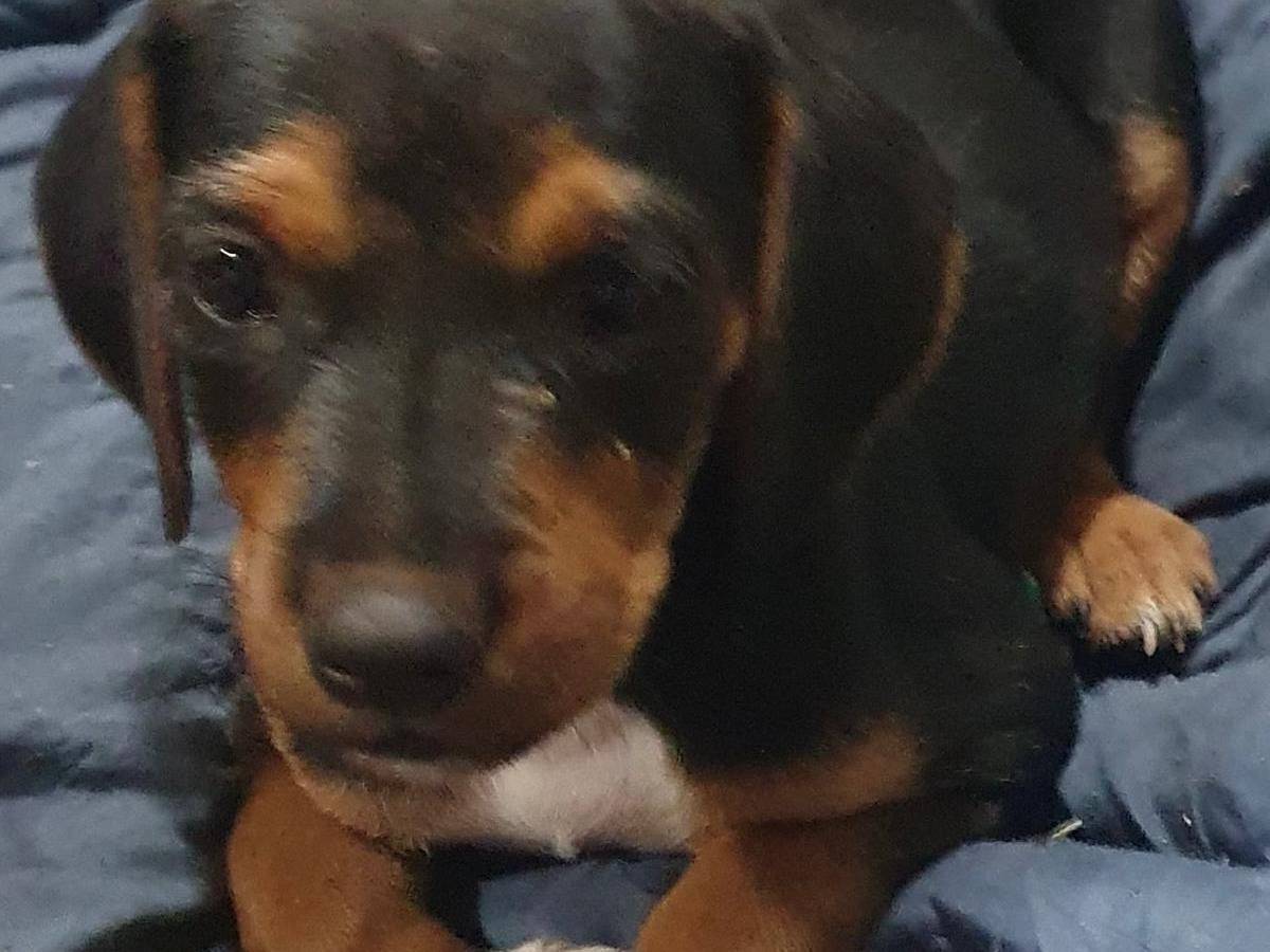 Adozione cane, femmina, Segugio Razza sconosciuta, 3 mesi, taglia media, Napoli