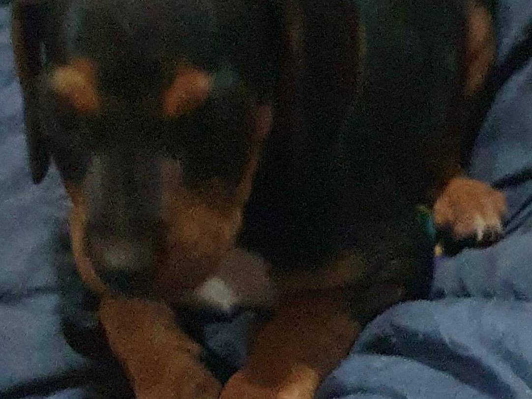 Adotta un cane, femmina, 3 mesi, Napoli