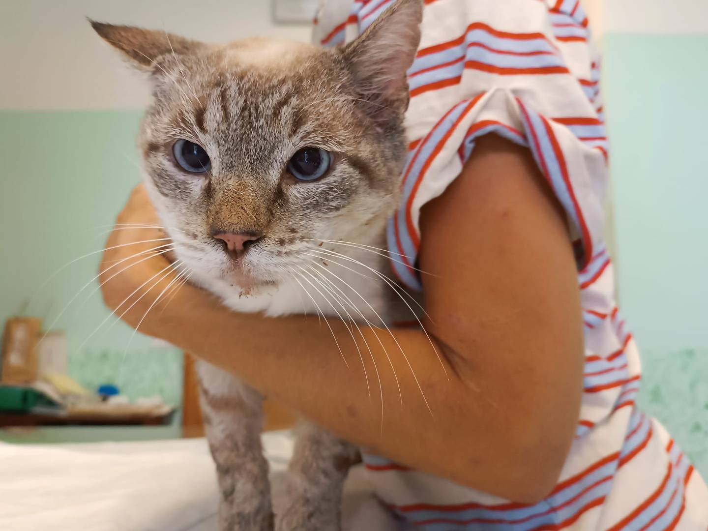 Adozione gatto, maschio, Razza sconosciuta Razza sconosciuta, 6 anni e 3 mesi, taglia non valida, Brescia