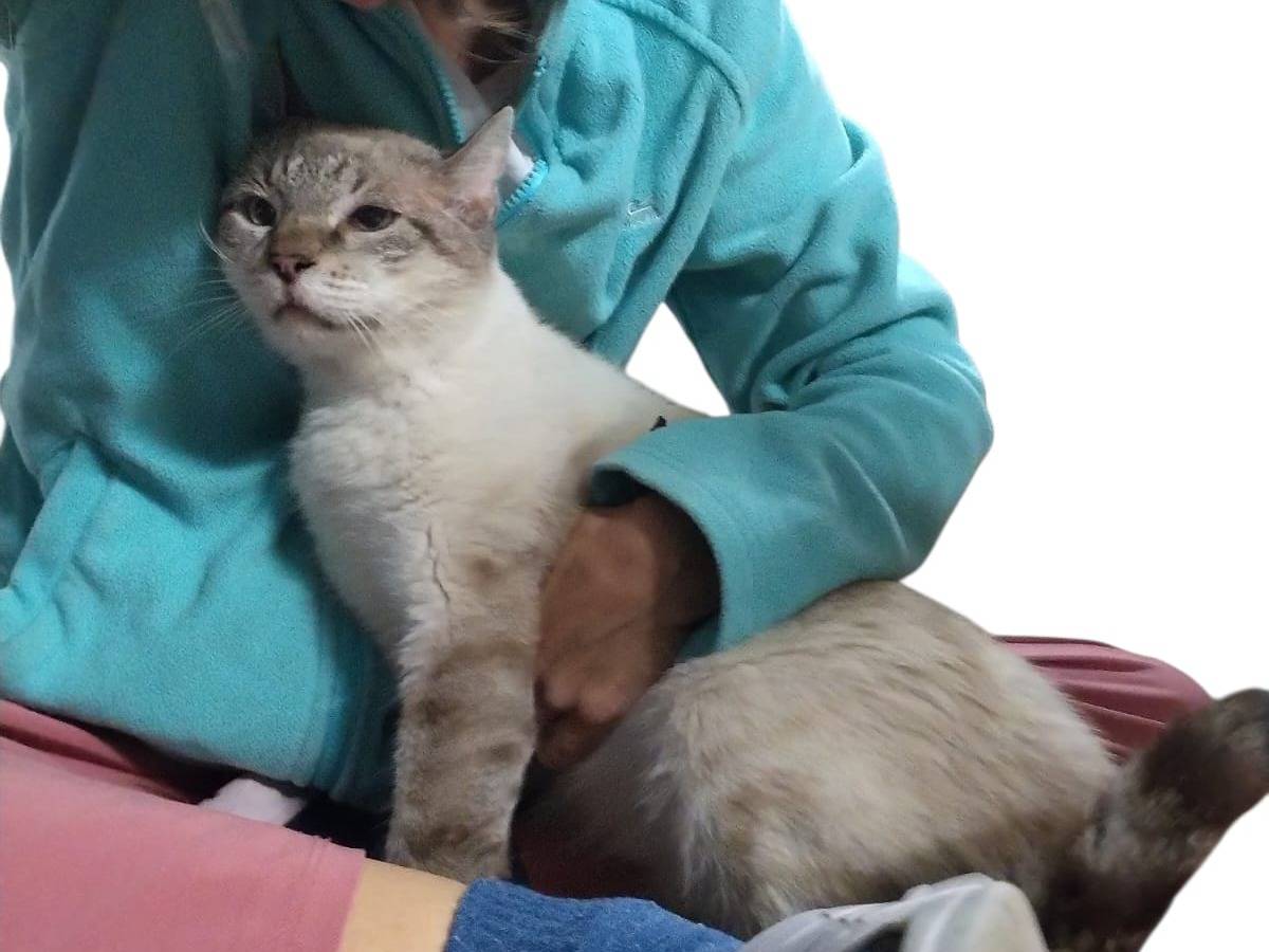 Adotta un gatto, maschio, 6 anni e 3 mesi, Brescia