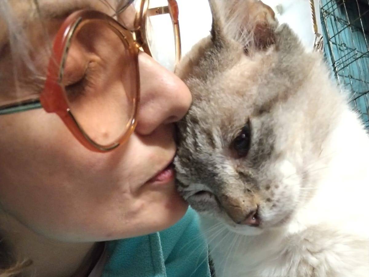 Adotta un gatto, taglia non valida, maschio, Brescia