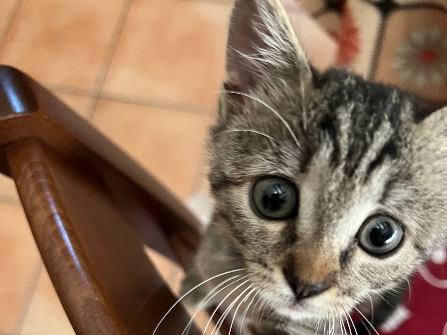 Adozione gatto, femmina, Razza sconosciuta Razza sconosciuta, 2 mesi, taglia non valida, Napoli