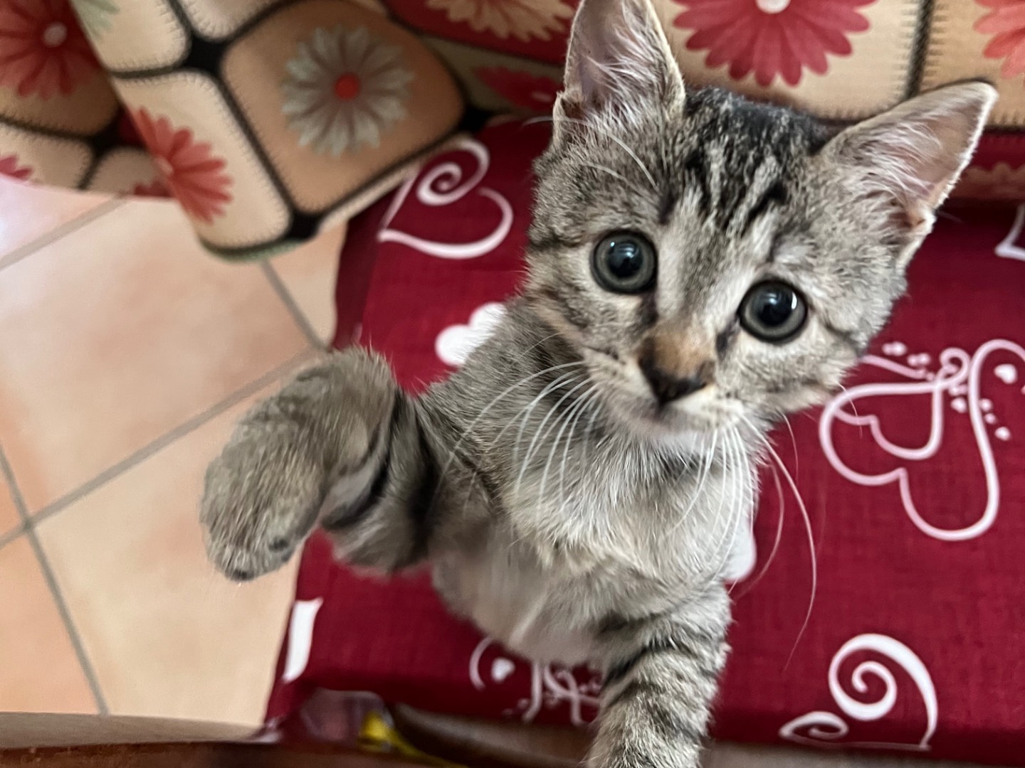 Adotta un gatto, femmina, 2 mesi, Napoli