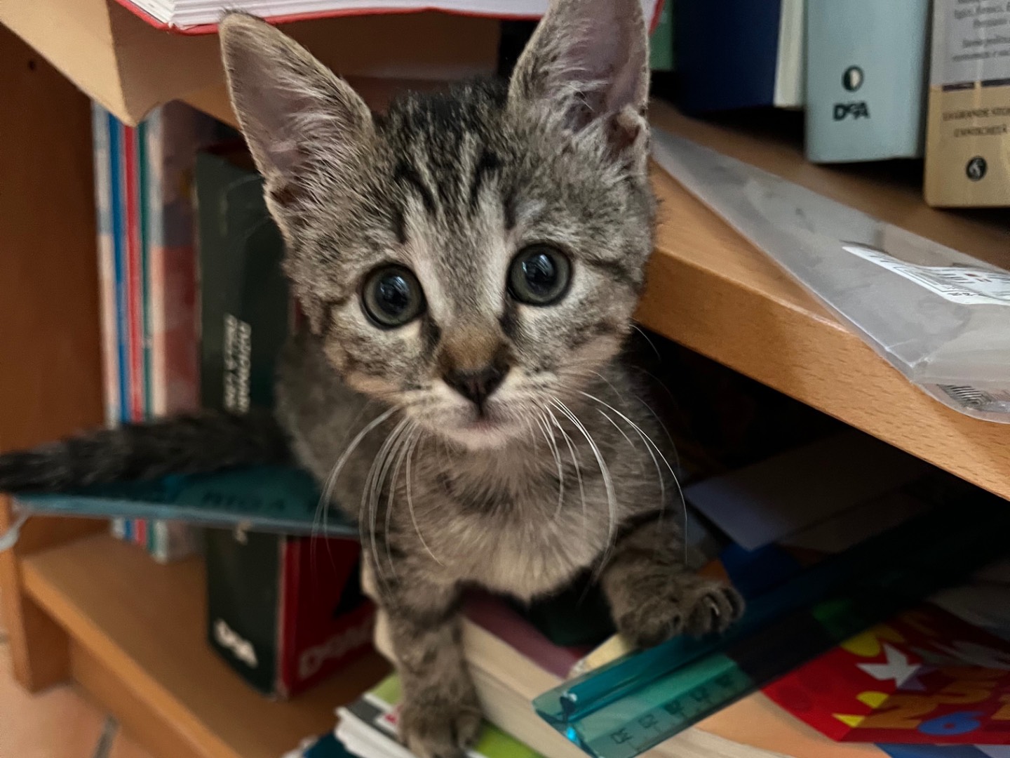 Adotta un gatto, taglia non valida, femmina, Napoli