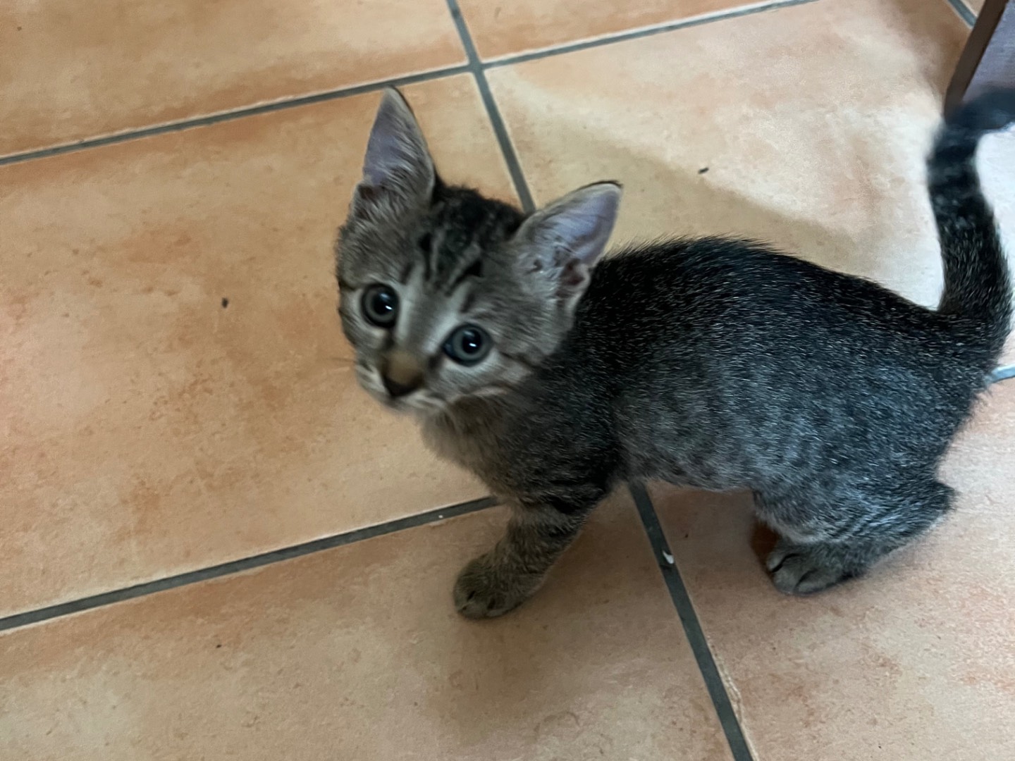 Vuoi adottare un gatto a Napoli?