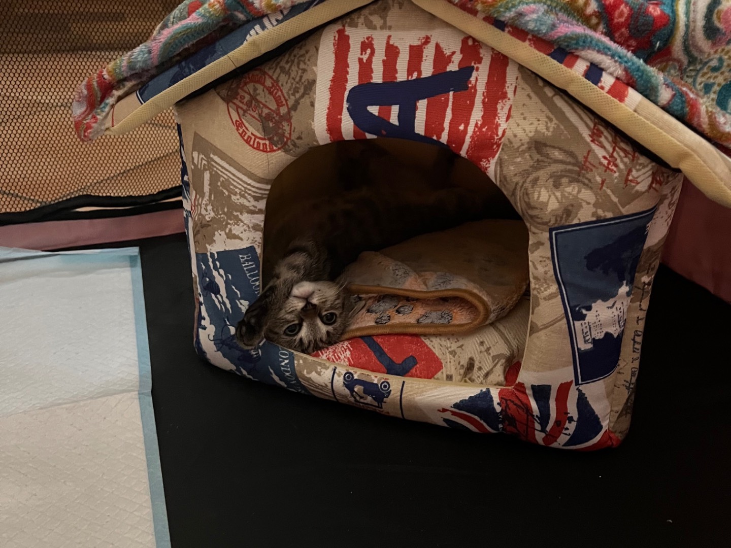 Adotta il gatto Benny a Napoli