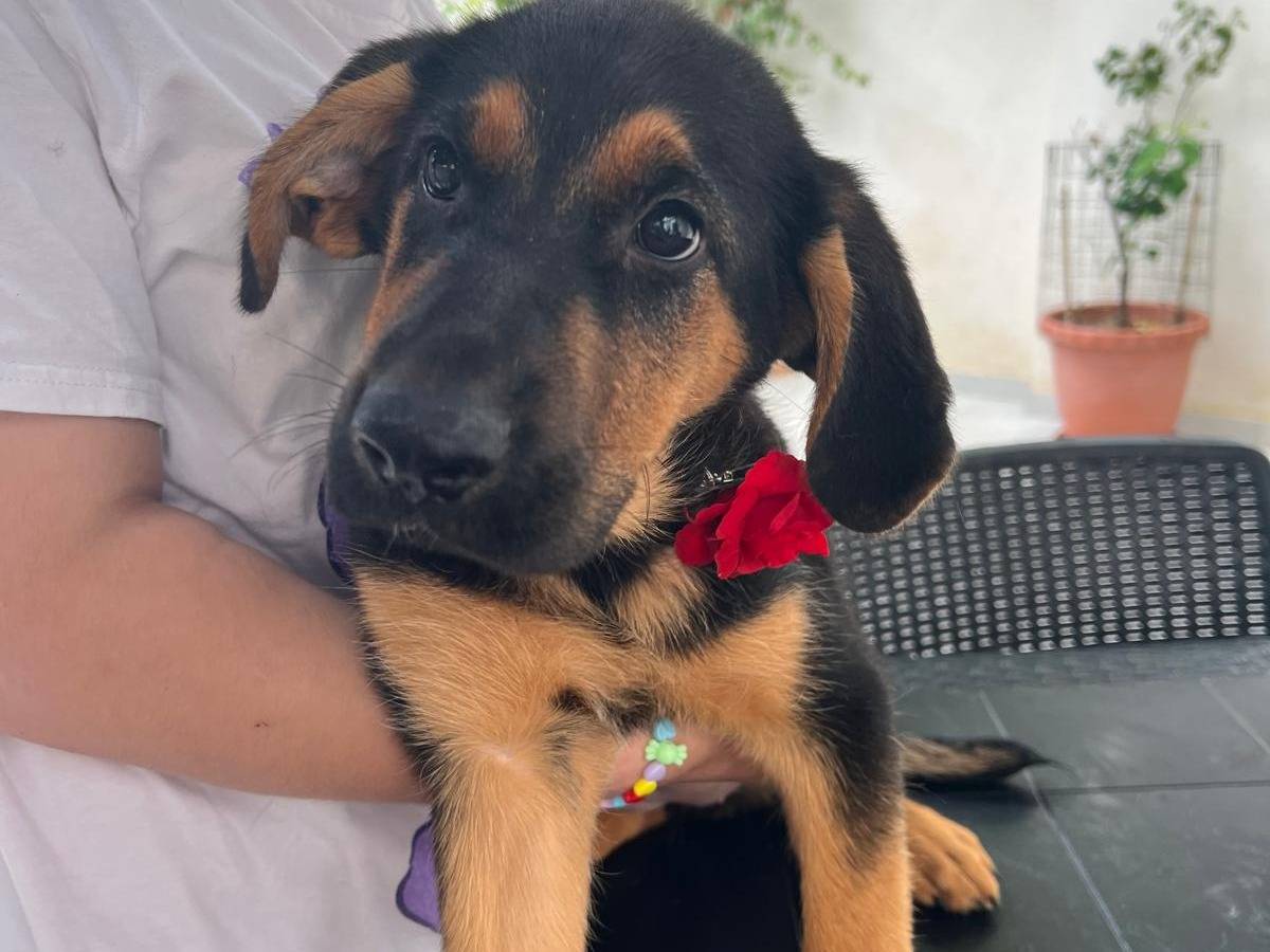 Adozione cane, femmina, Pastore tedesco Razza sconosciuta, 5 mesi, taglia grande, Vibo