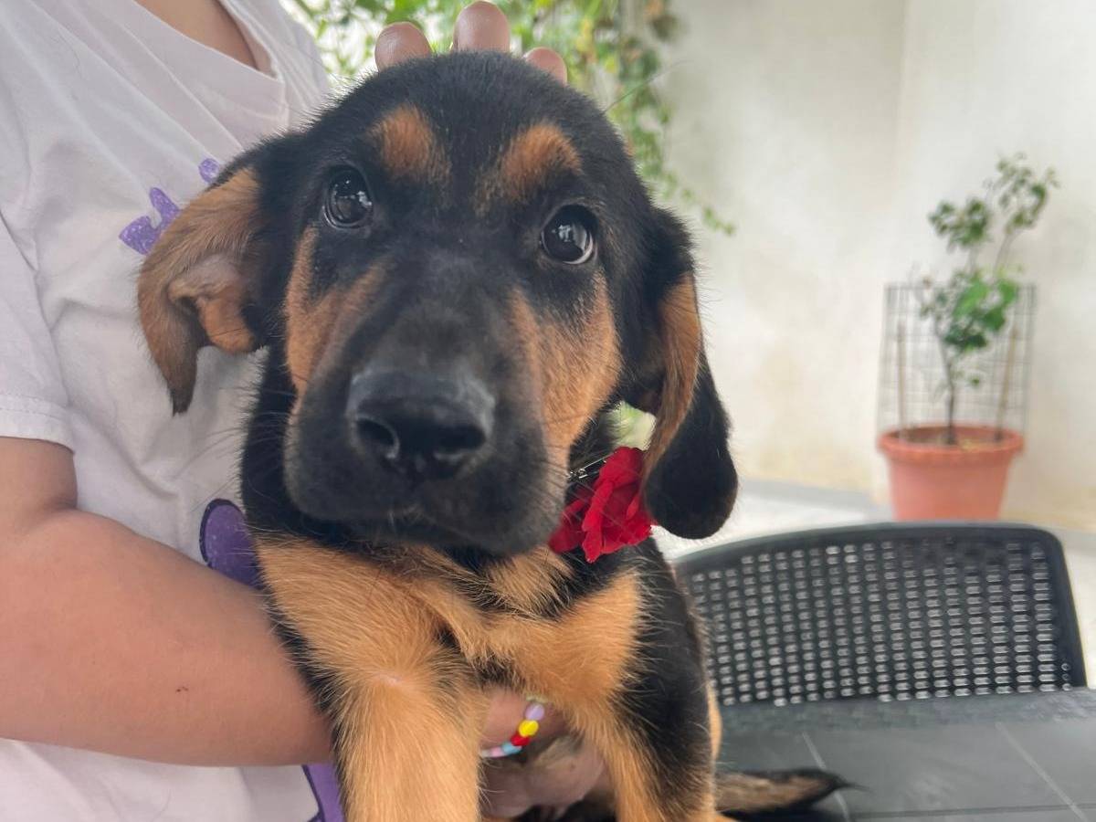 Adotta un cane, femmina, 5 mesi, Vibo