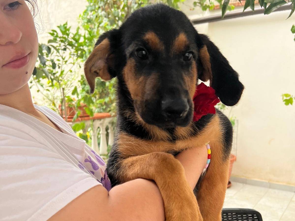 Adotta un cane, taglia grande, femmina, Vibo