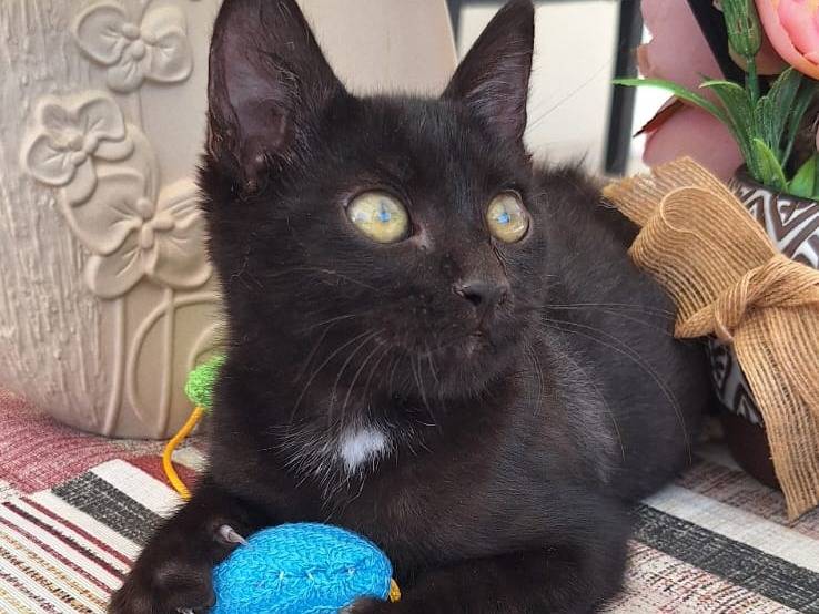 Adozione gatto, maschio, Razza sconosciuta Razza sconosciuta, 2 mesi, taglia non valida, Monza