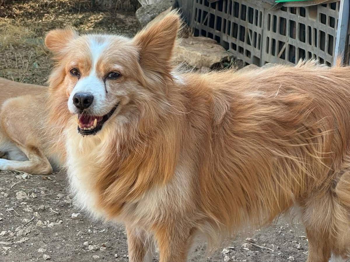 Adotta un cane, maschio, 7 anni e 7 mesi, Bari