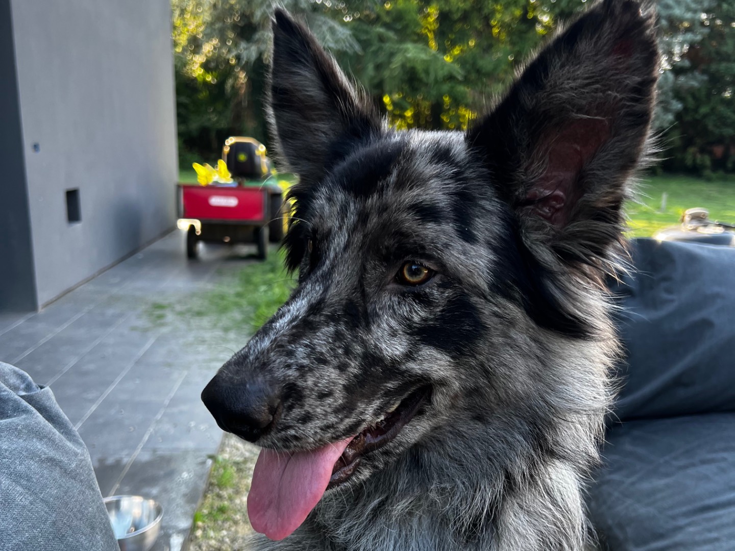 Adozione cane, maschio, Razza sconosciuta Razza sconosciuta, 1 anno e 8 mesi, taglia media, Treviso
