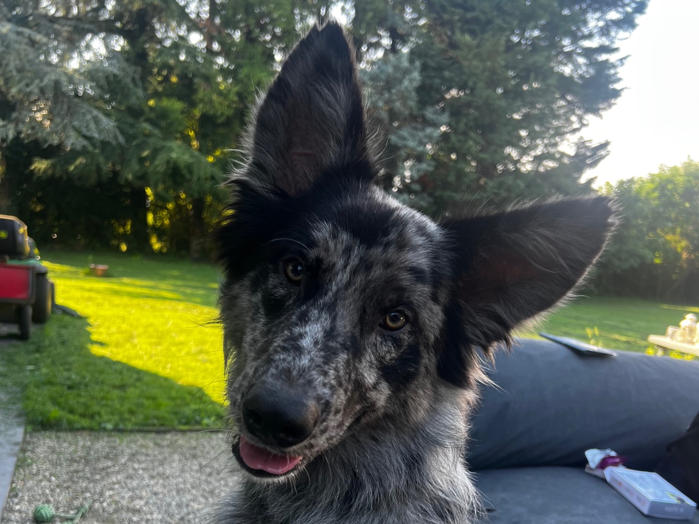 Adotta un cane, maschio, 1 anno e 8 mesi, Treviso