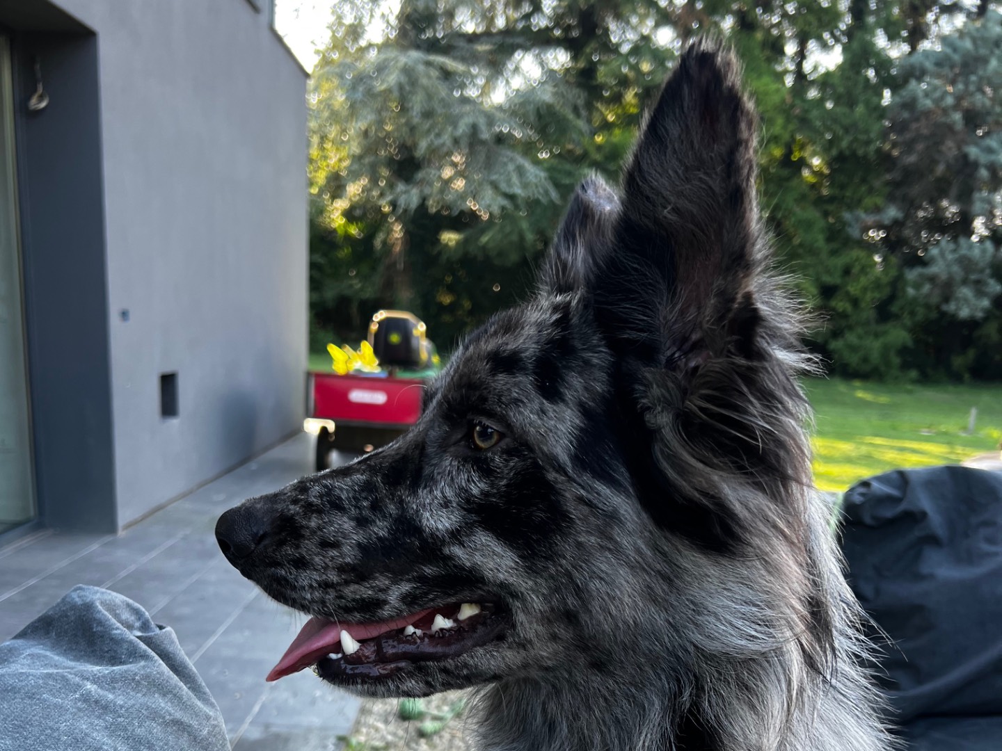 Adotta un cane, taglia media, maschio, Treviso