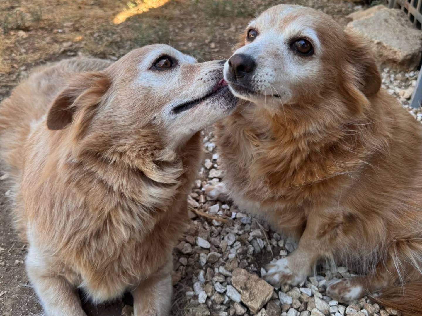 Adozione cane, femmina, Razza sconosciuta Razza sconosciuta, 6 anni e 7 mesi, taglia piccola, Bari