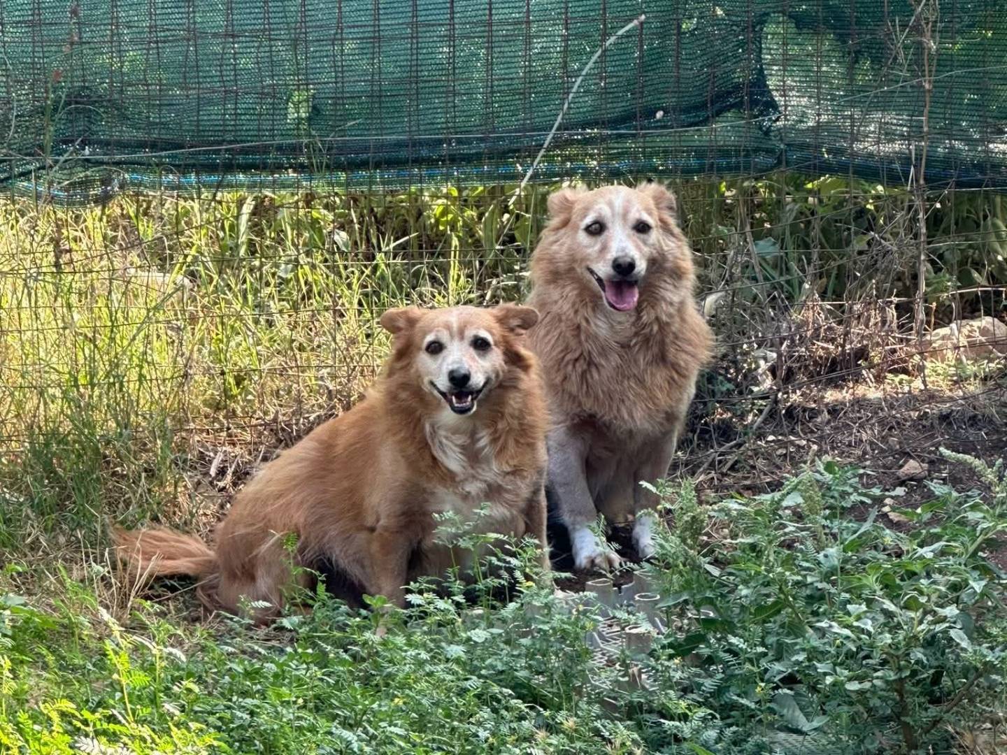 Adotta un cane, femmina, 6 anni e 7 mesi, Bari