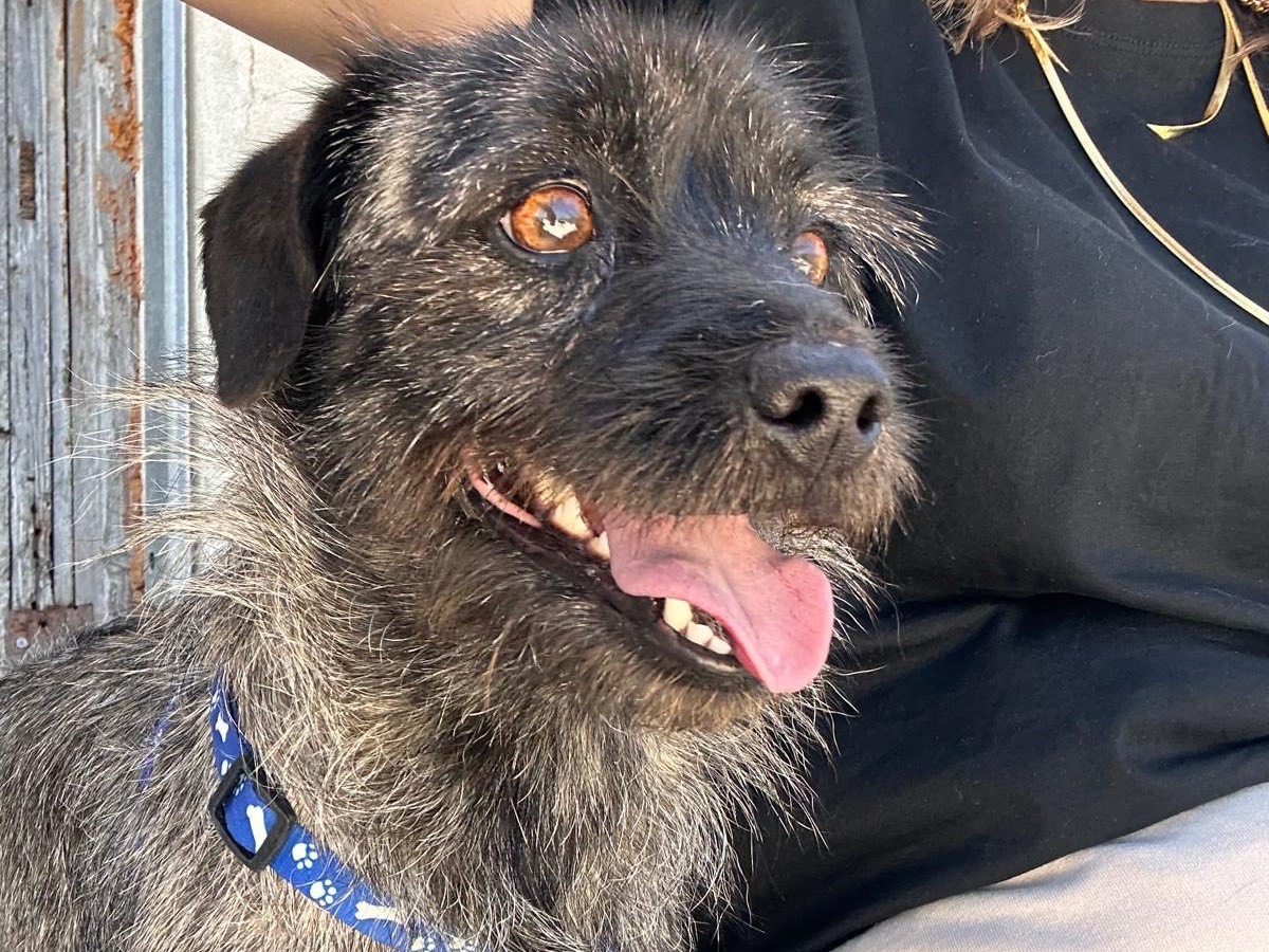 Adozione cane, maschio, Razza sconosciuta Razza sconosciuta, 2 anni, taglia piccola, Siracusa