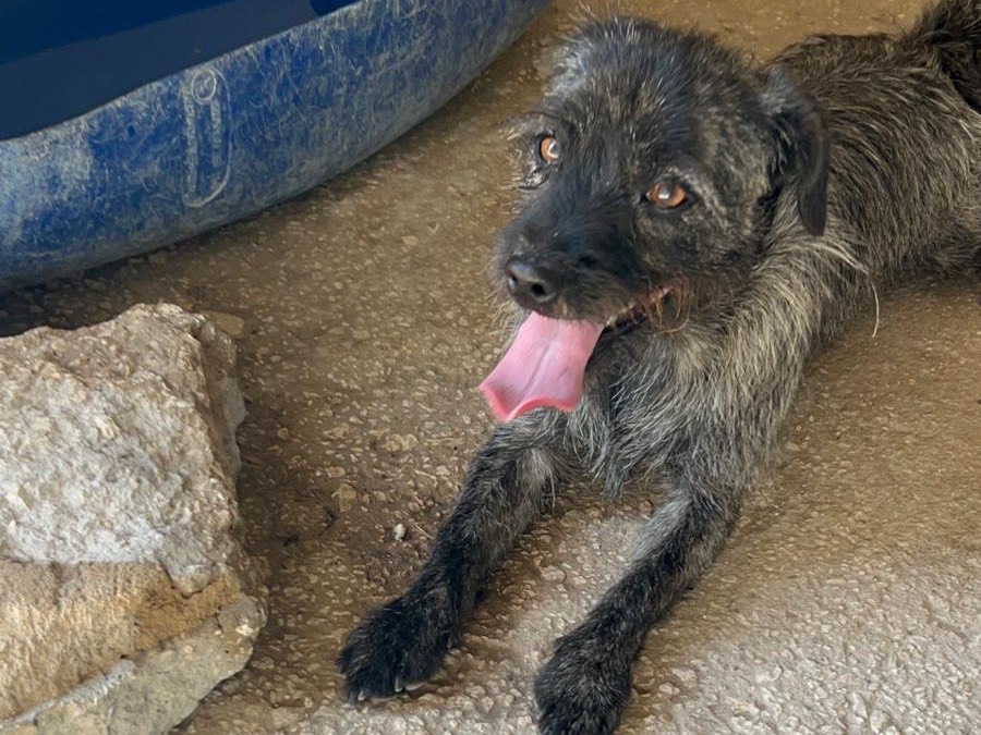 Adotta un cane, maschio, 2 anni, Siracusa