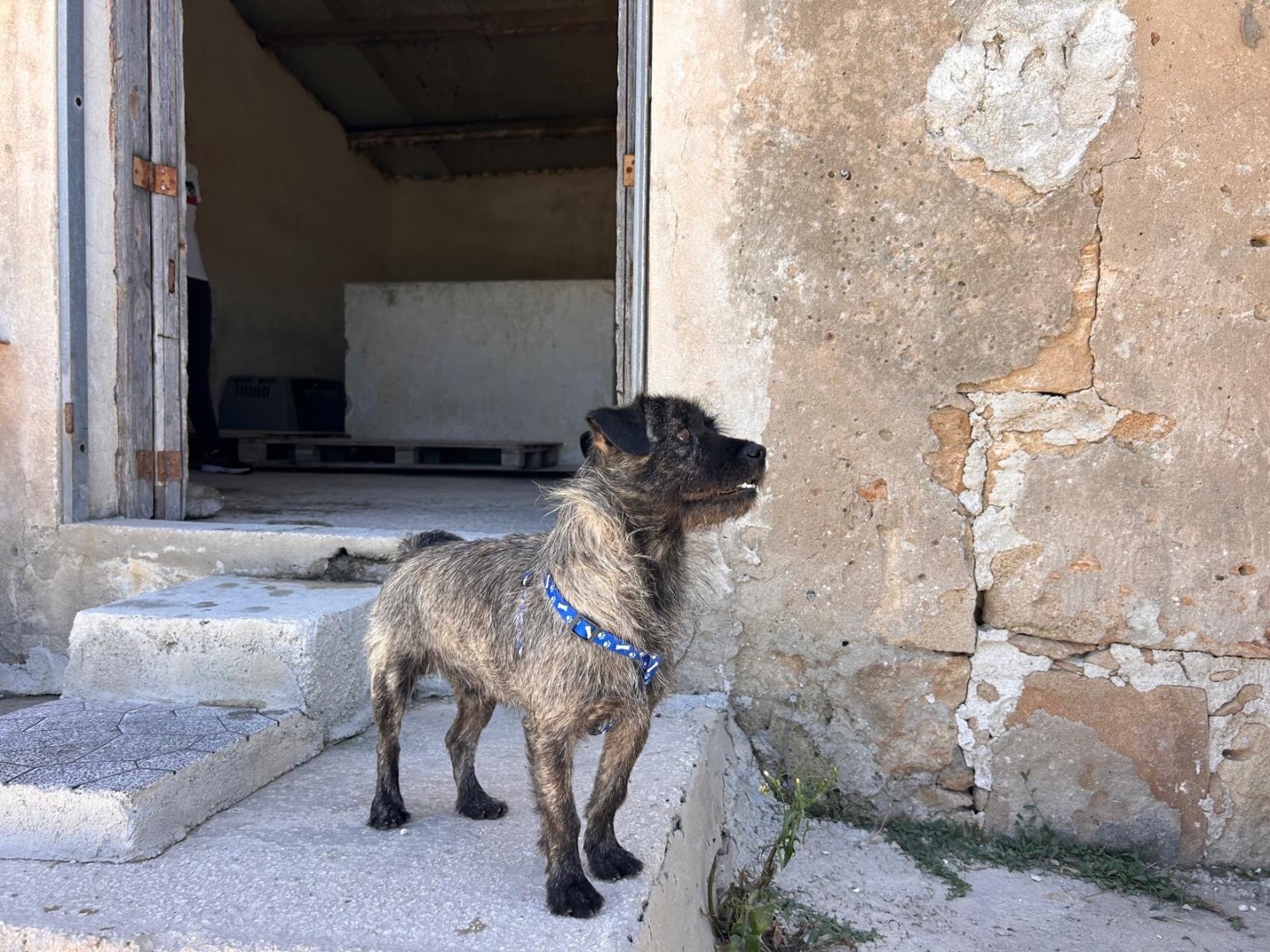 Adotta un cane, taglia piccola, maschio, Siracusa