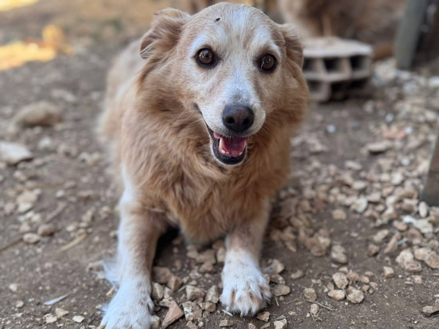 Adotta un cane, taglia piccola, femmina, Bari
