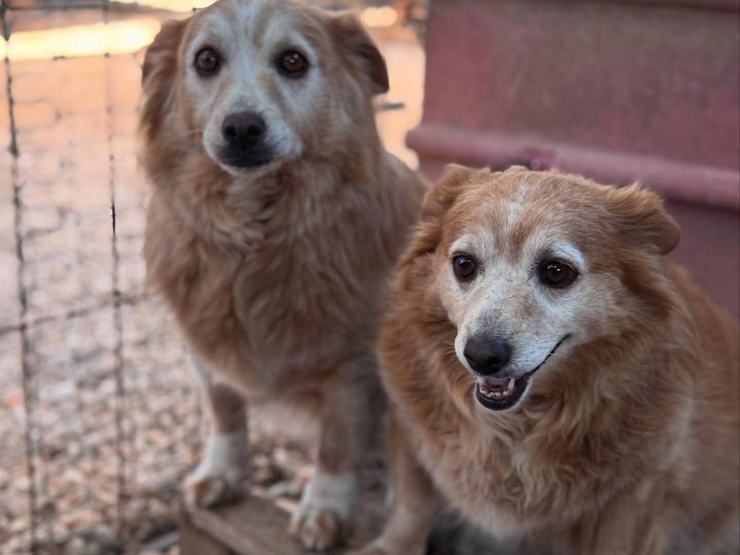 Adotta il cane Chiara e Alice  a Bari