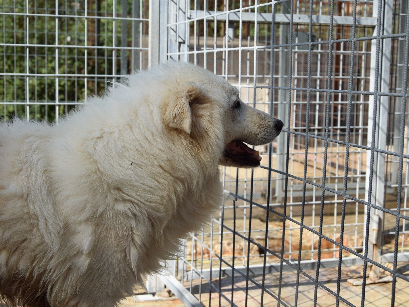 Foto 3 dell'animale