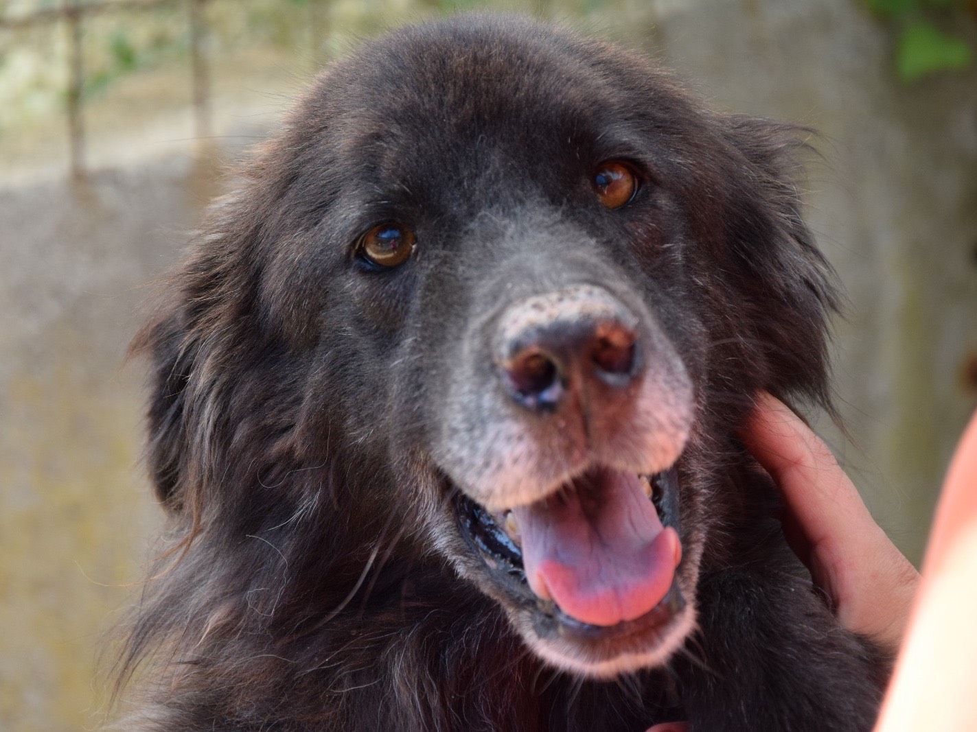 Adozione cane, femmina, Razza sconosciuta Razza sconosciuta, 6 anni e 9 mesi, taglia media, Pescara