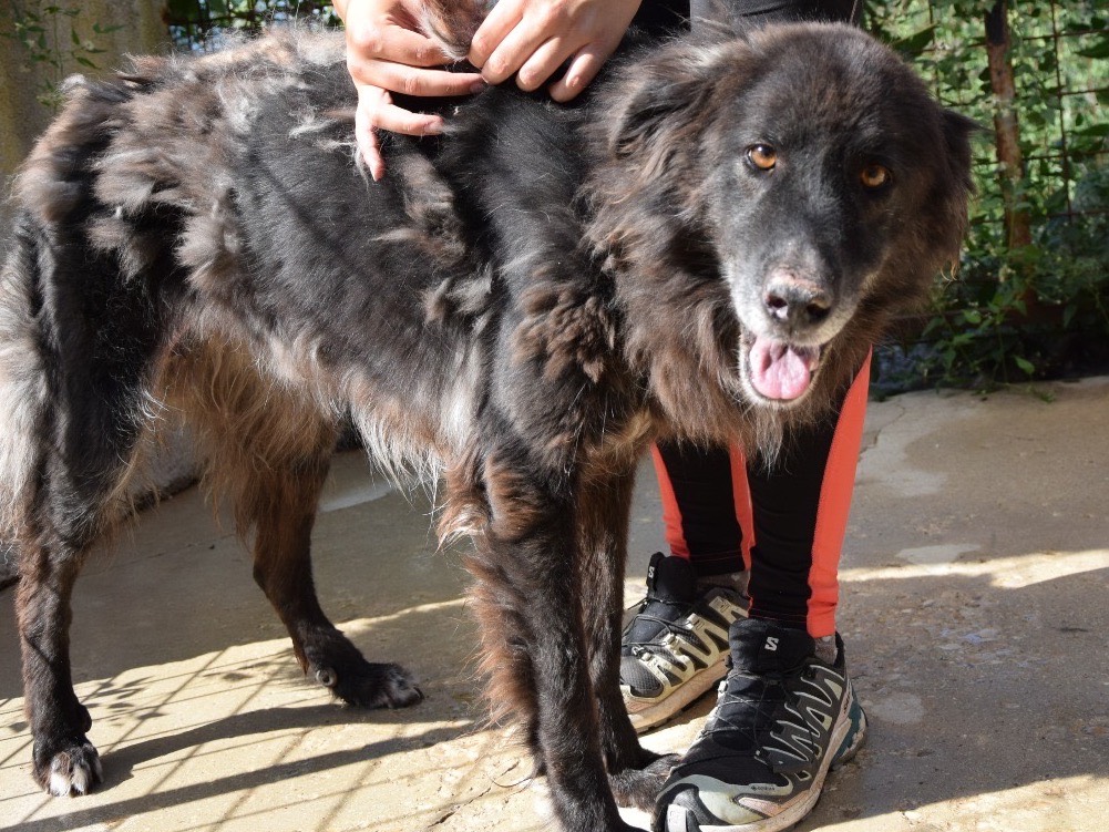 Adotta un cane, femmina, 6 anni e 9 mesi, Pescara