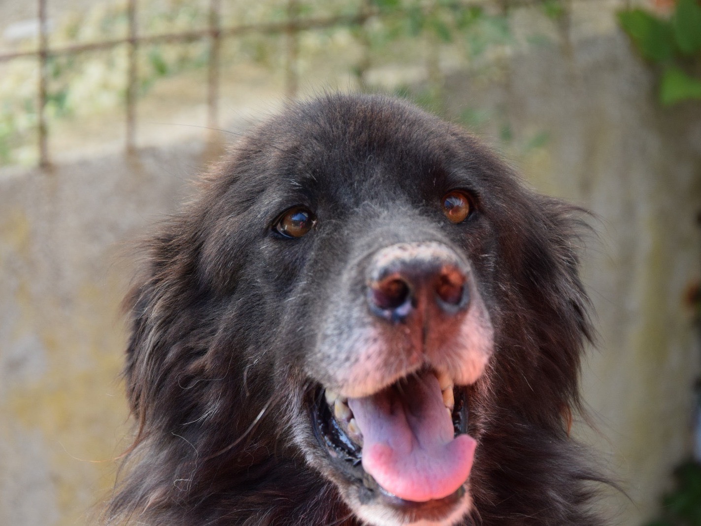 Adotta un cane, taglia media, femmina, Pescara
