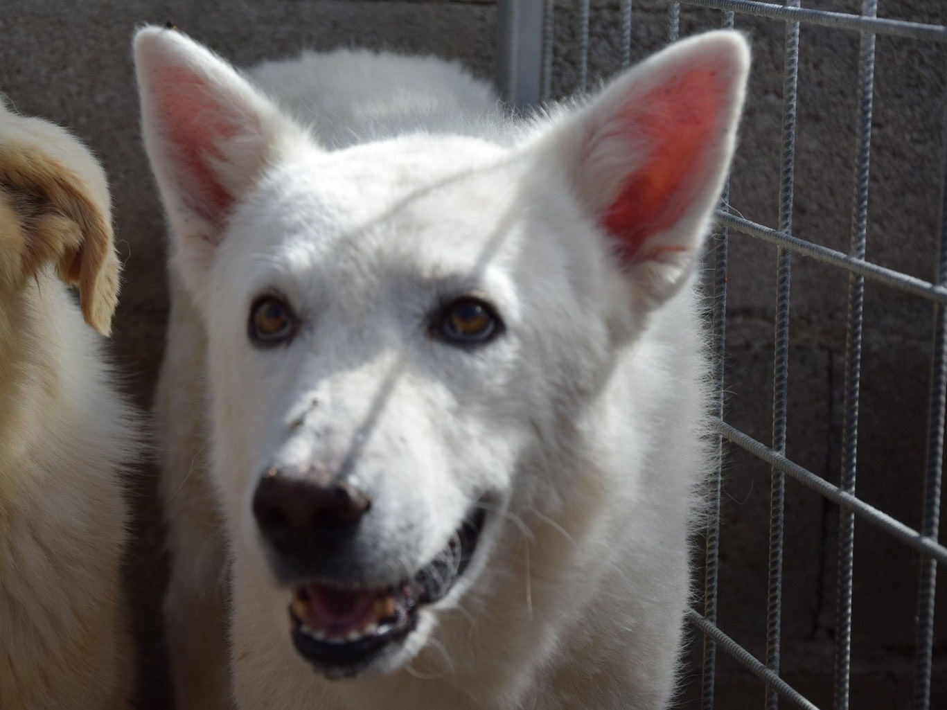 Adozione cane, maschio, Pastore svizzero Razza sconosciuta, 11 anni e 8 mesi, taglia grande, Pescara