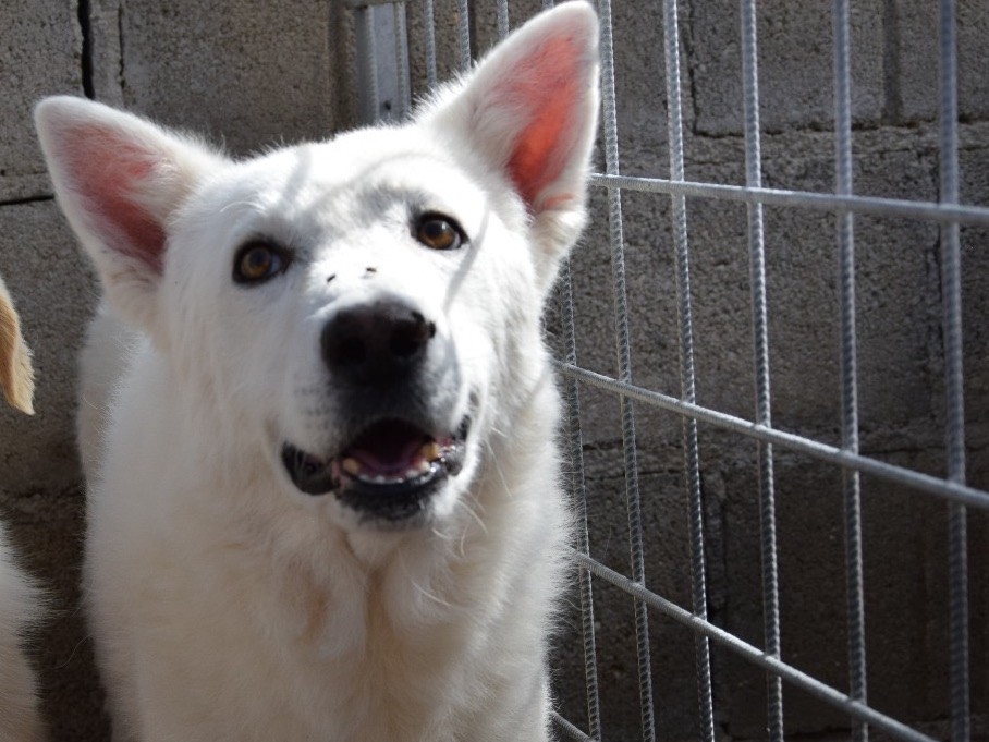 Adotta un cane, maschio, 11 anni e 8 mesi, Pescara