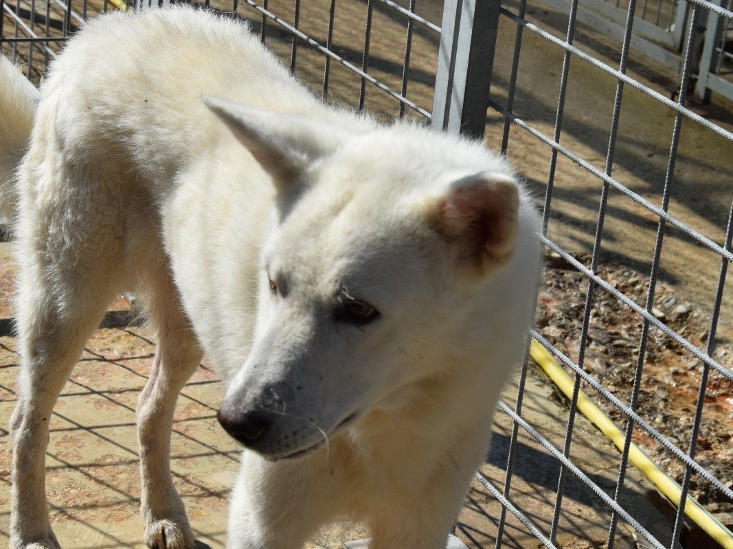 Vuoi adottare un cane a Pescara?
