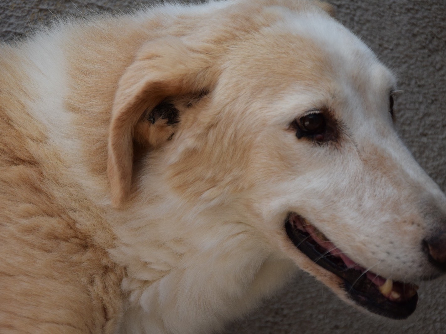 Adotta un cane, taglia grande, femmina, Pescara