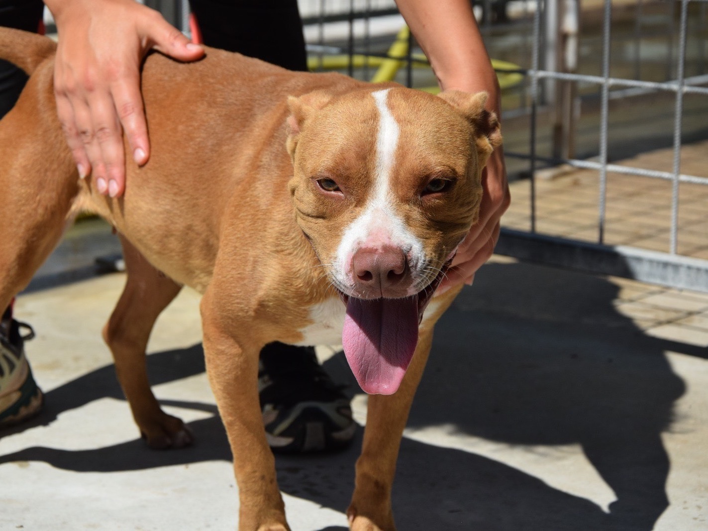 Adozione cane, femmina, Pitbull Razza sconosciuta, 2 anni e 4 mesi, taglia media contenuta, Pescara