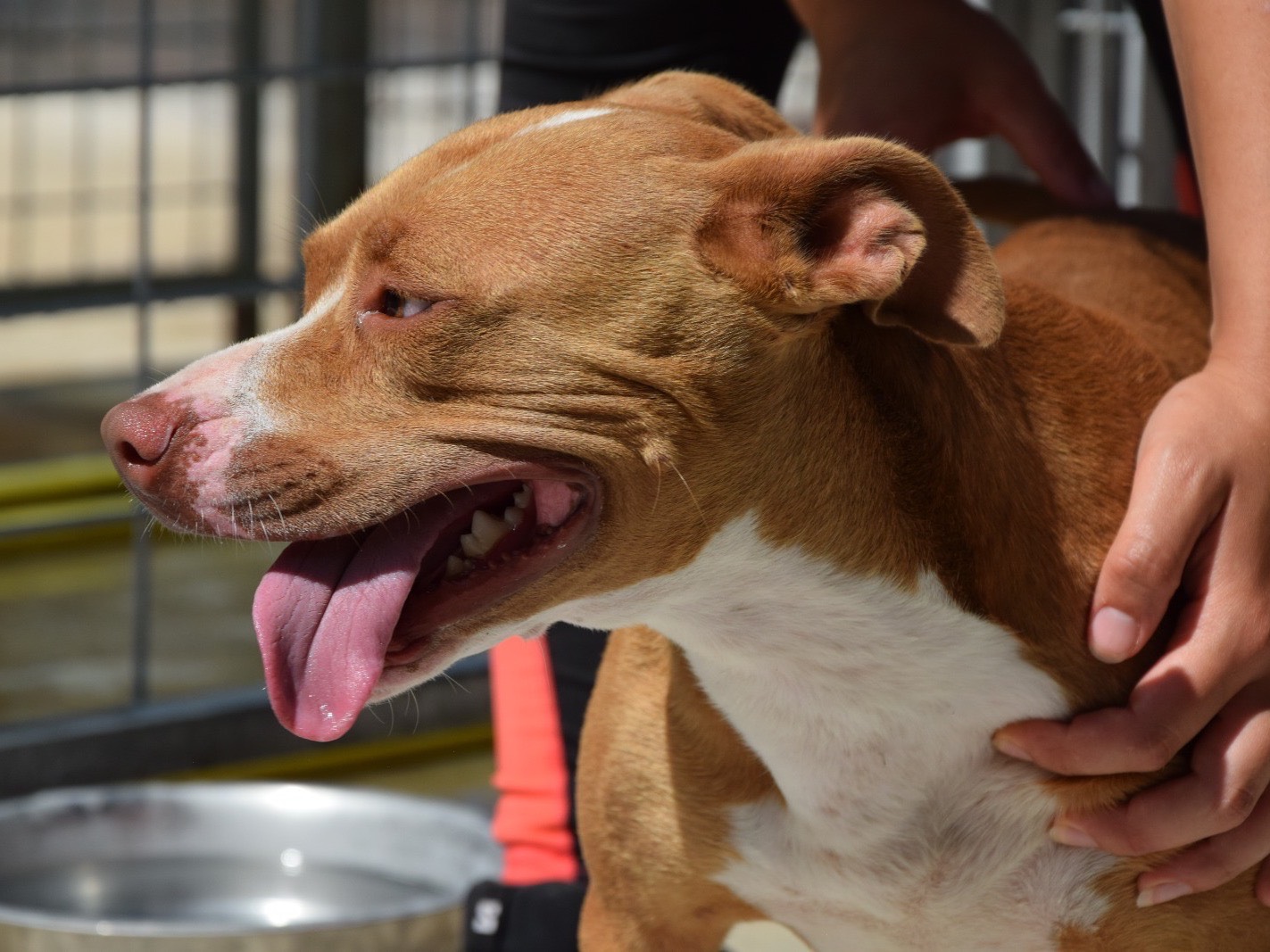 Adotta un cane, femmina, 2 anni e 4 mesi, Pescara