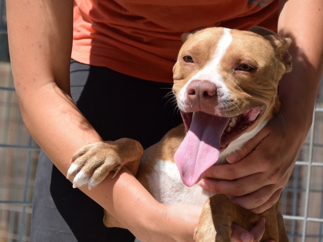 Adotta un cane, taglia media contenuta, femmina, Pescara