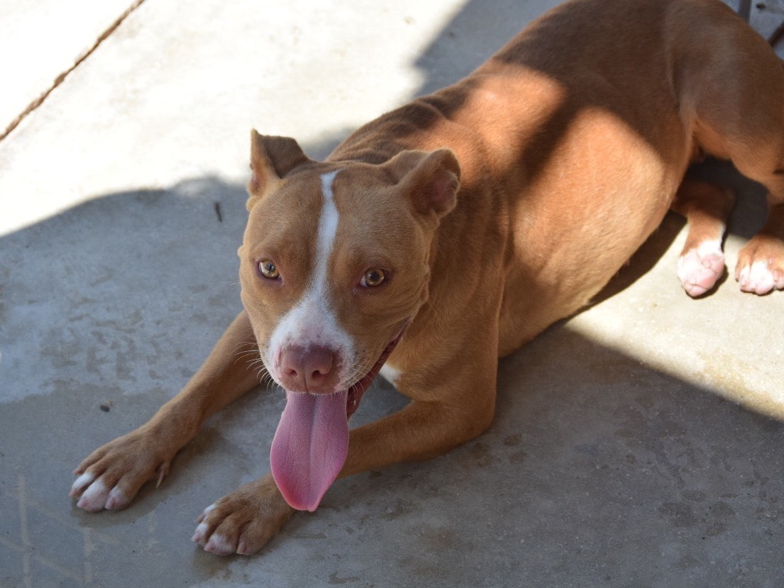 Vuoi adottare un cane a Pescara?