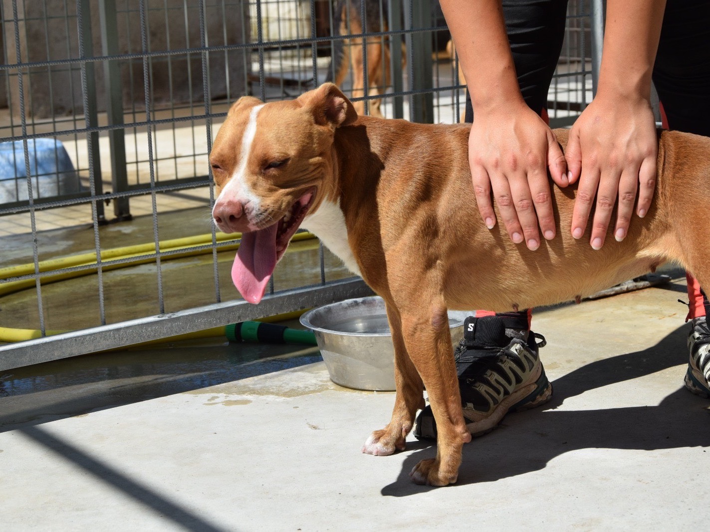 Adotta il cane Zoe  a Pescara