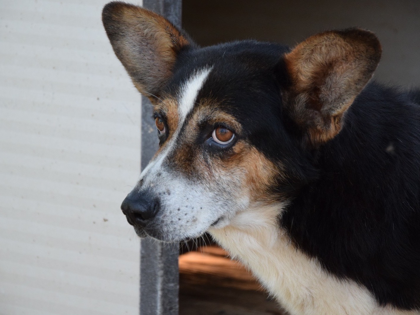 Adozione cane, maschio, Pembroke Welsh Corgi Razza sconosciuta, 12 anni e 6 mesi, taglia media, Pescara