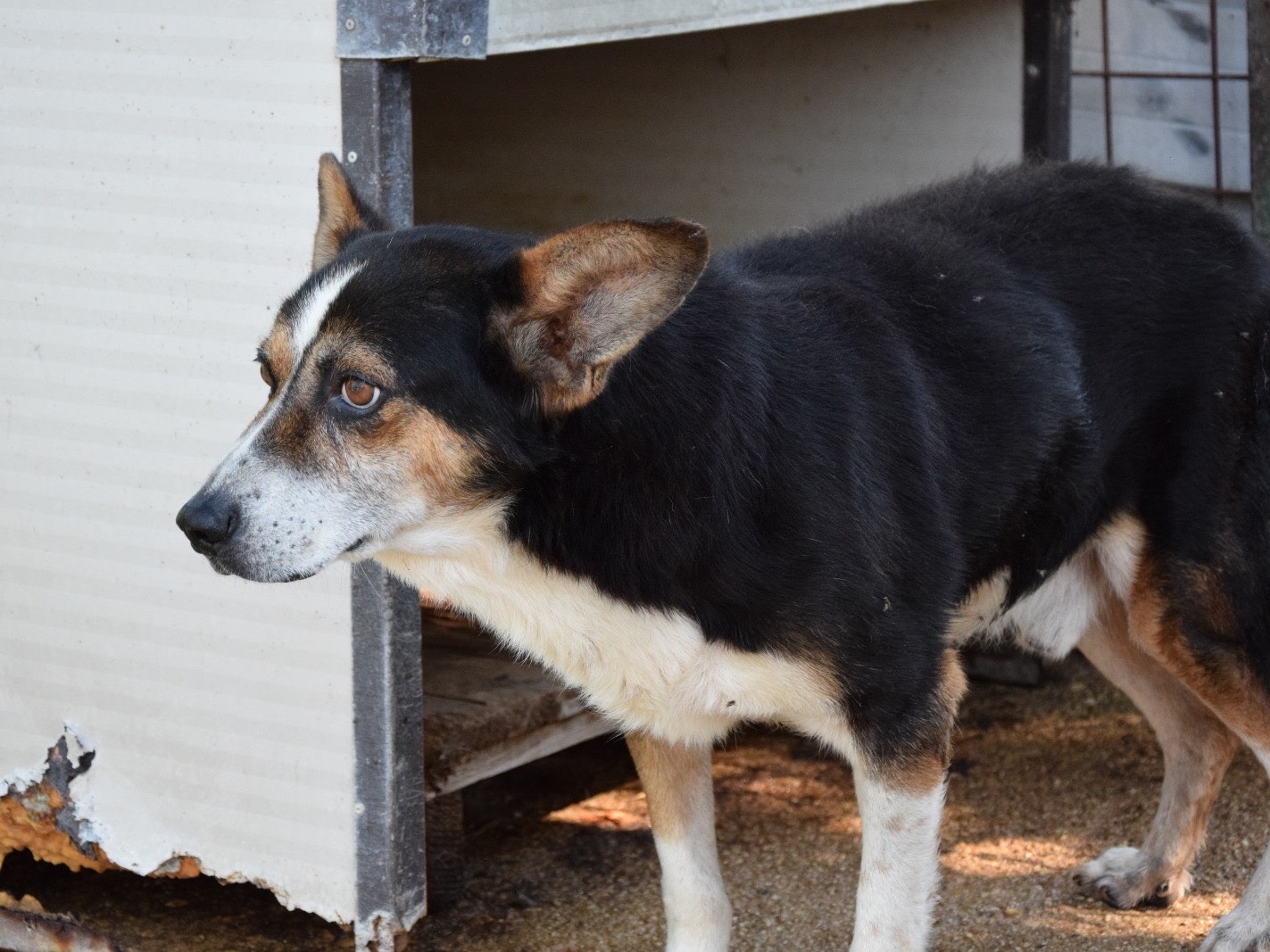 Adotta un cane, maschio, 12 anni e 6 mesi, Pescara