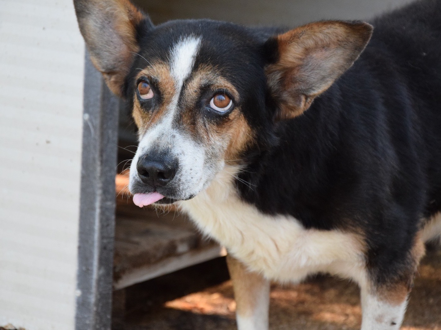 Adotta un cane, taglia media, maschio, Pescara