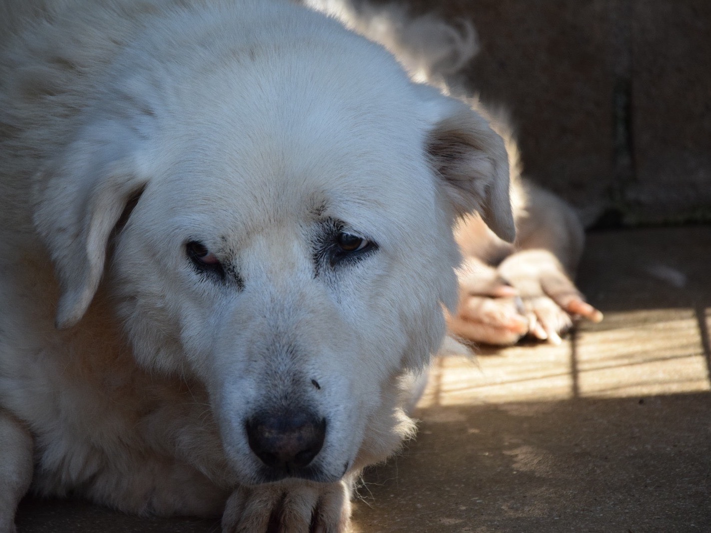 Adozione cane, femmina, Pastore svizzero Razza sconosciuta, 13 anni e 7 mesi, taglia grande, Pescara