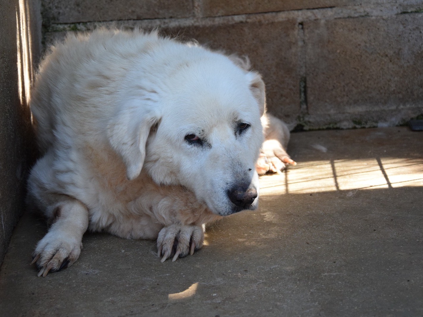 Adotta un cane, taglia grande, femmina, Pescara