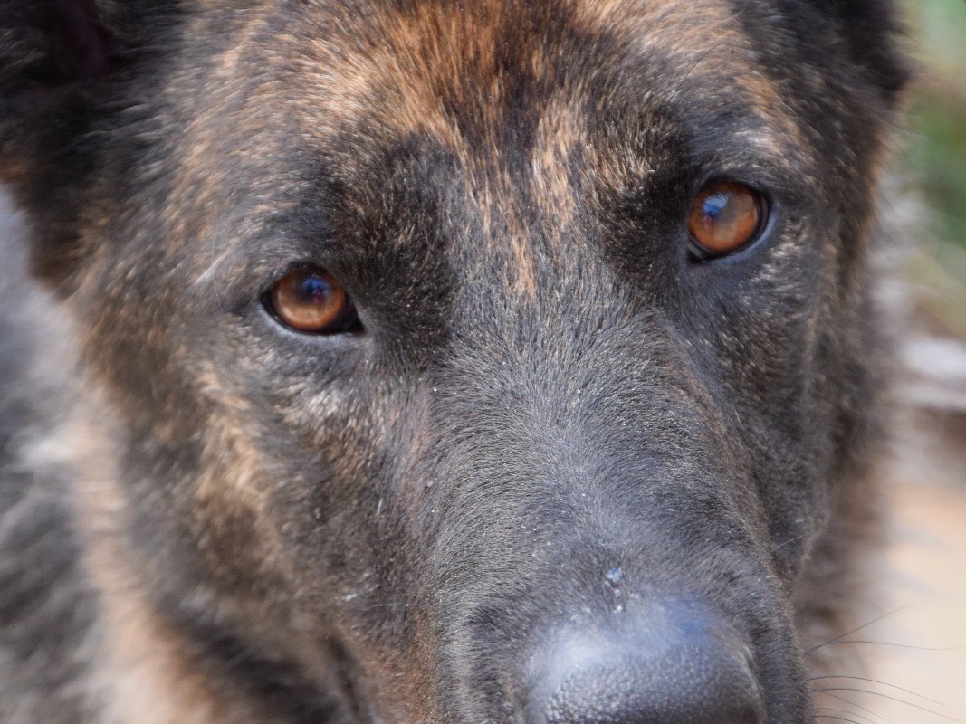 Adozione cane, maschio, Razza sconosciuta Razza sconosciuta, 2 anni e 9 mesi, taglia grande, Pescara