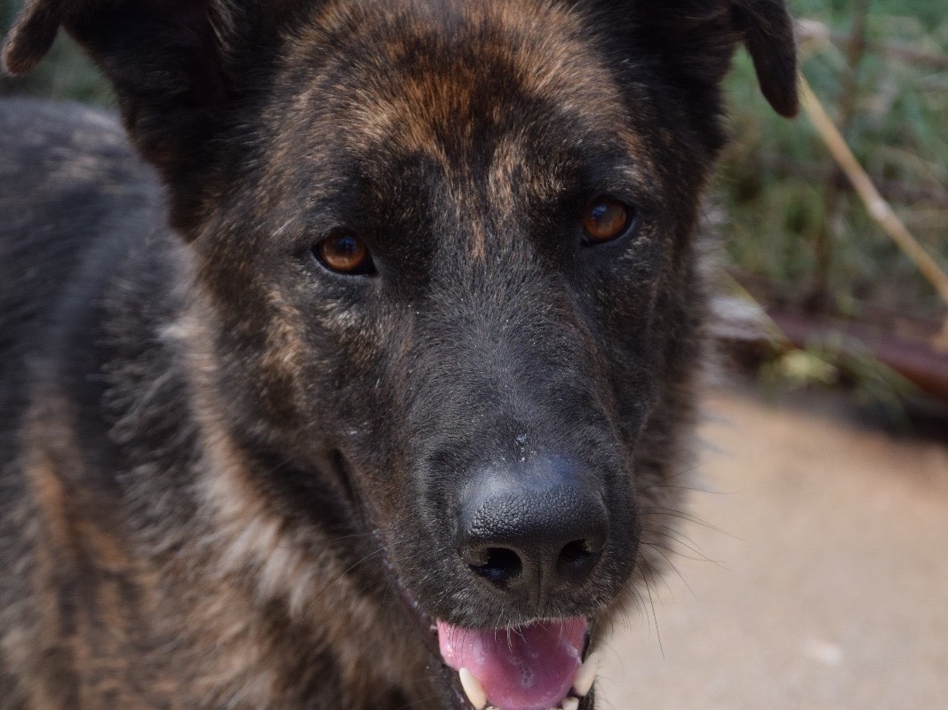 Adotta un cane, maschio, 2 anni e 9 mesi, Pescara