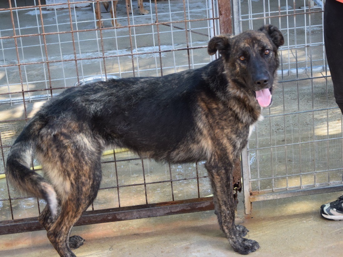 Vuoi adottare un cane a Pescara?